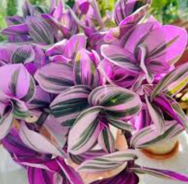 Tradescantia  Nanouk 4"