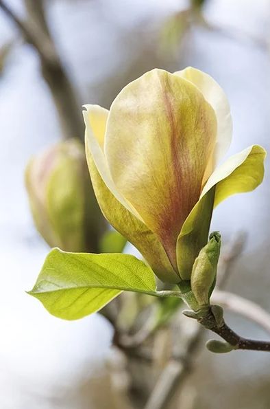 Magnolia Sunsation 5 gal