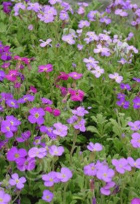 Aubrieta Large Flower Mix 4"