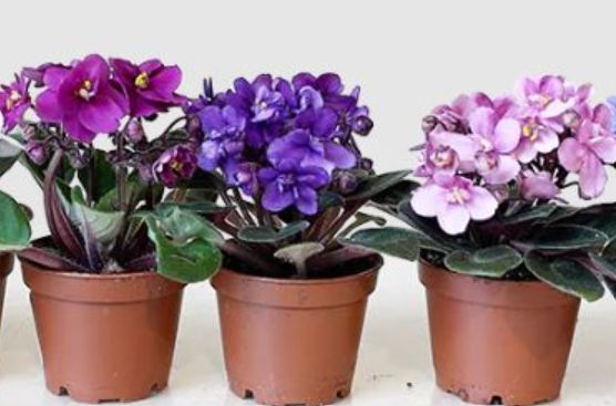 African Violet Mini 2"