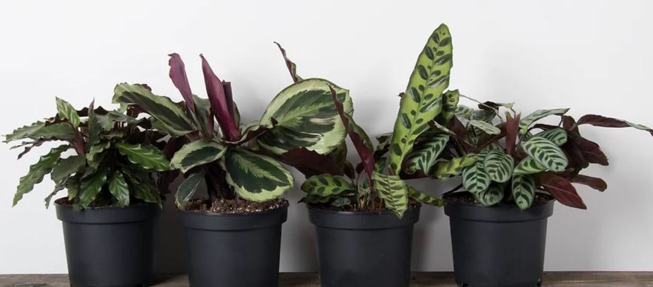 Calathea Asst 6"