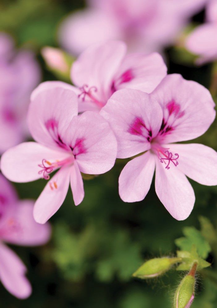 Geranium Scented Lemon (citrus)  4"