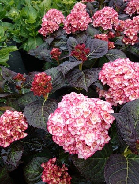 Hydrangea Miss Saori #1