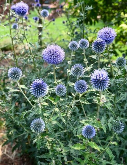 Echinops blue Glow 1 gal