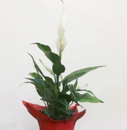 Peace Lily 4"