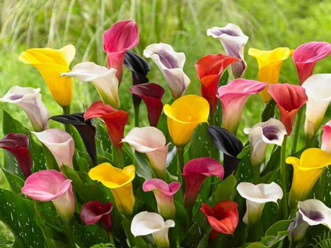 Calla Lily Asst 1 gal