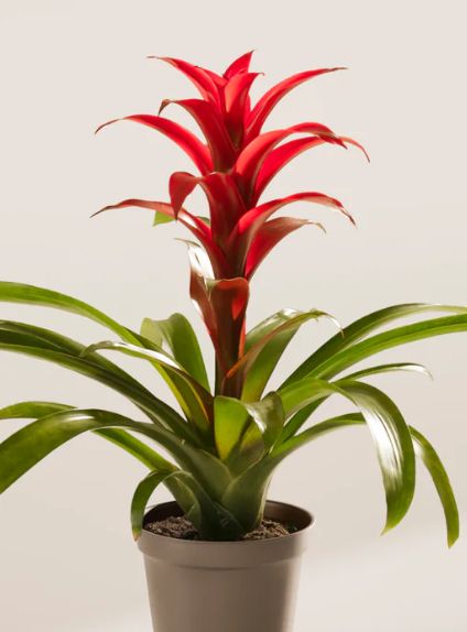 Bromeliad Asst 4"