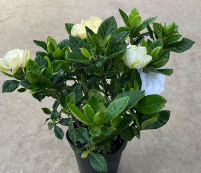 Gardenia 4"