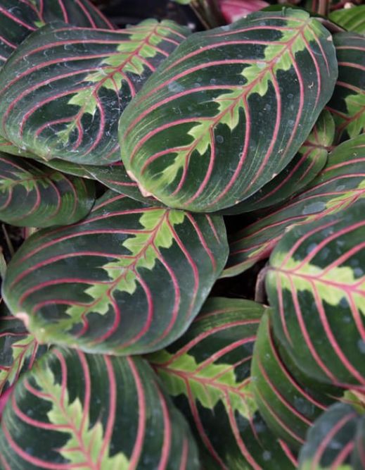 Prayer plant Red/Green asst 4"