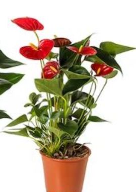 Anthurium Assorted 6"