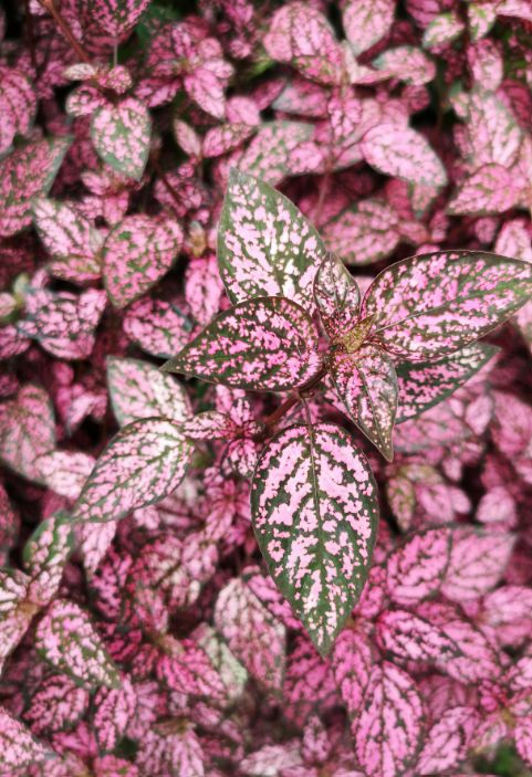 Polkadot Plant Asst 4"