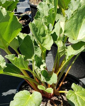 Rhubarb Victoria 1 gal