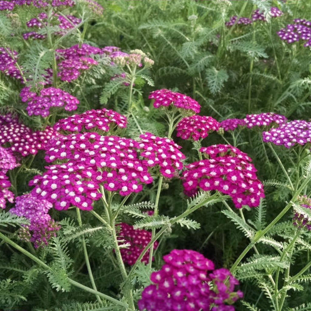 Yarrow  New Vintage Violet 1 gal