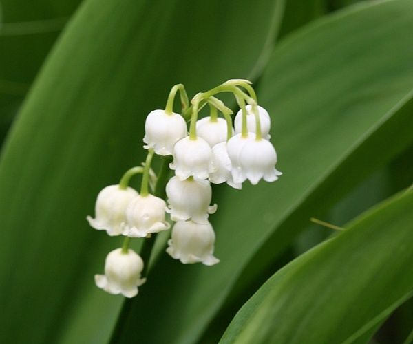Convallaria Majalis QT