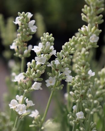 Lavender Ellagance snow 4"
