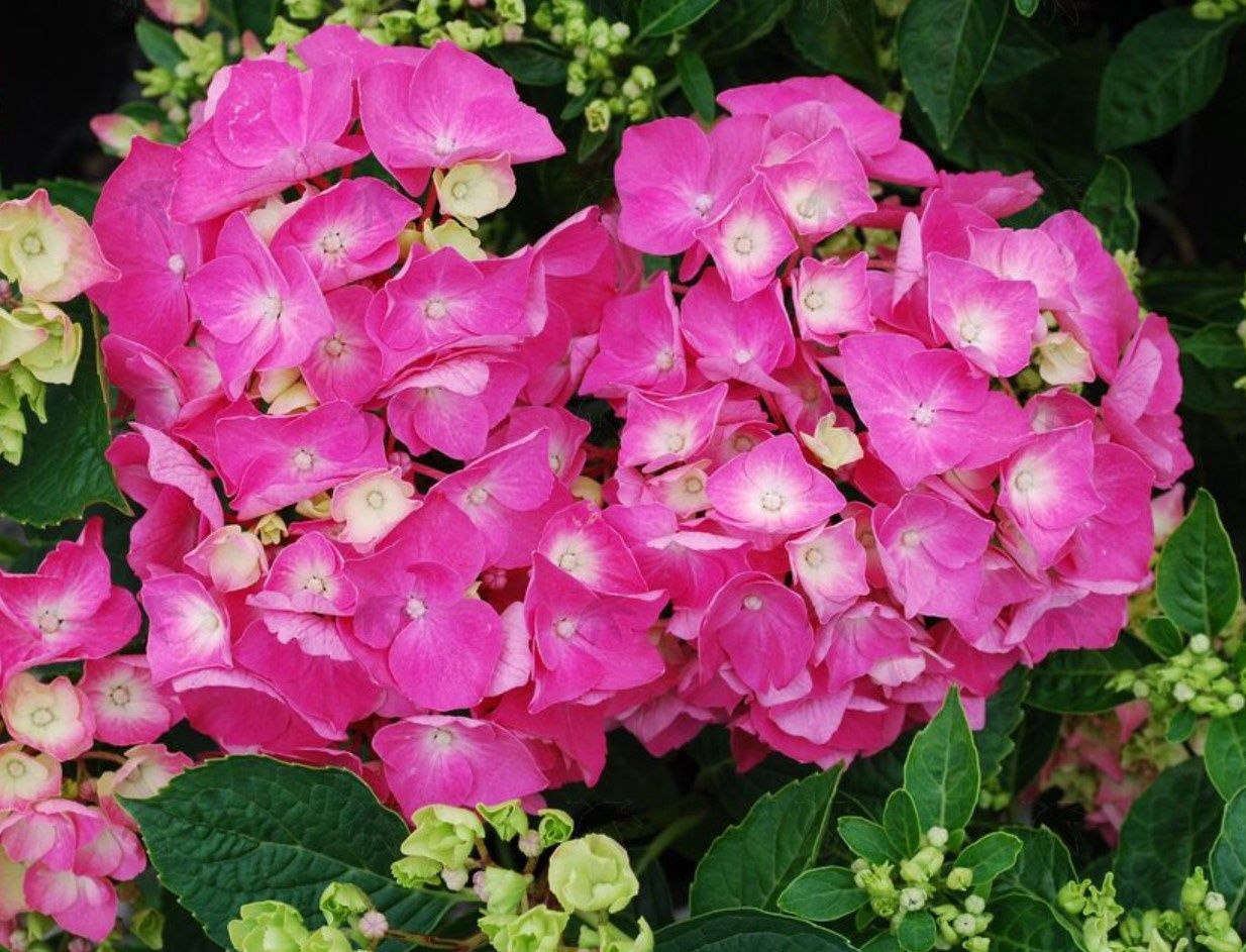 Hydrangea Pia 1 gal