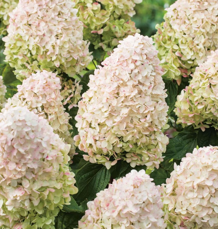 Hydrangea Little Fresco 2 gal