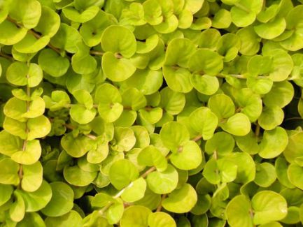 Creeping Jenny Golden 4.5"