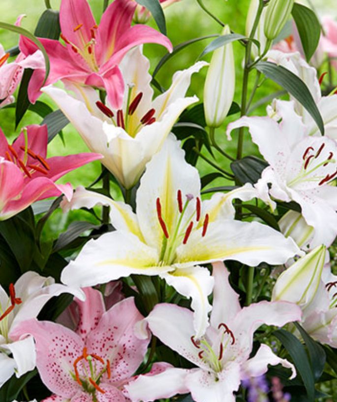 Lily Oriental 3pp  6"