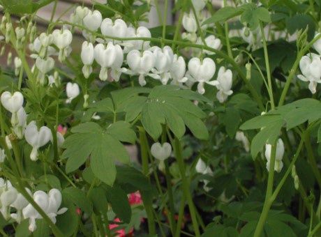 Bleeding Hearts Alba 1 gal