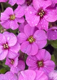 Aubrieta Antique Rose 4"