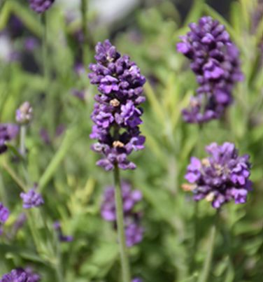 Lavender Avignon Earlyblue Qt