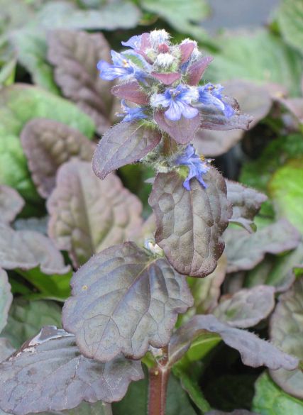 Ajuga Caitlin's Giant 4"