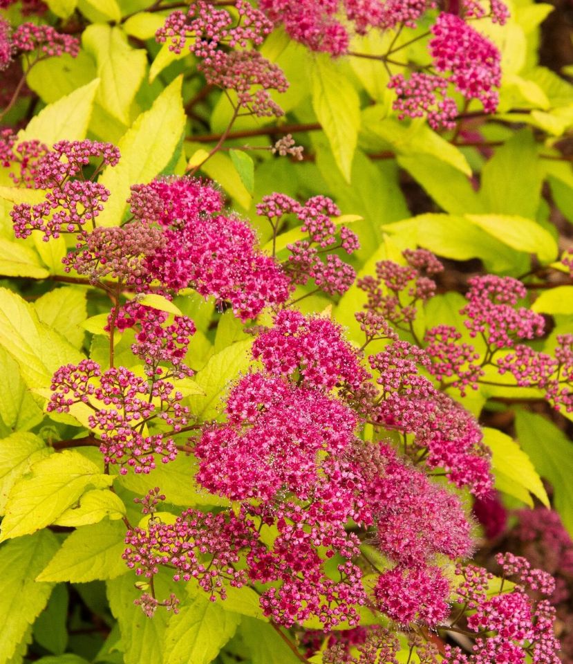 Spiraea Gold Flame 1 gal