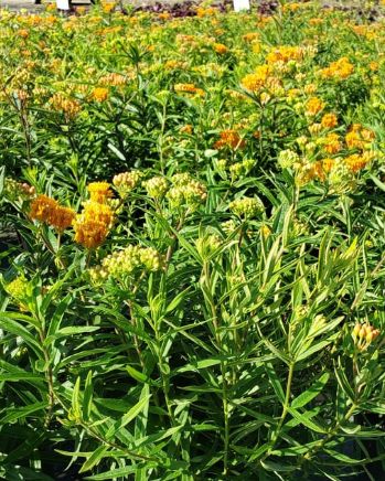 Milkweed Tuberosa 4"