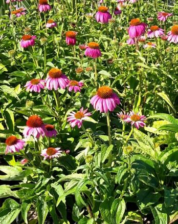 Echinacea pow pow wild berry 4"