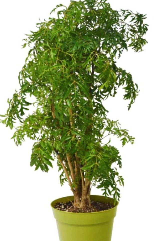 Aralia Ming Stump 6"