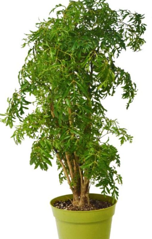Aralia Ming Stump 6"