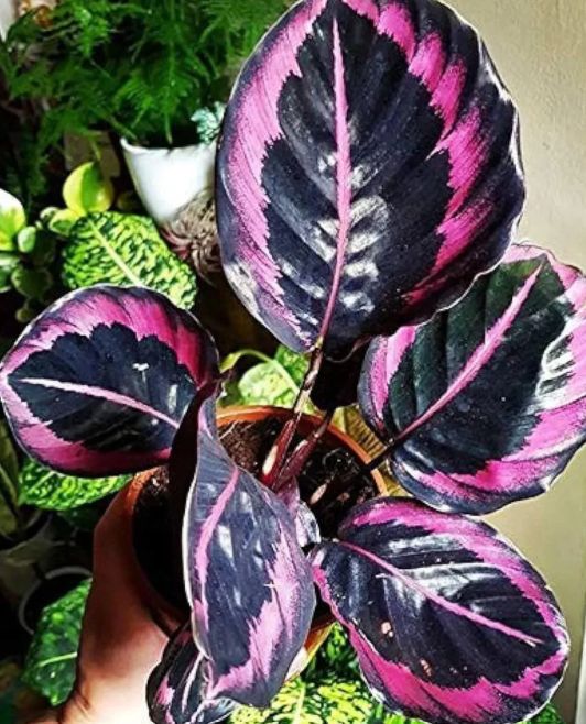 Calathea Rosy 6"