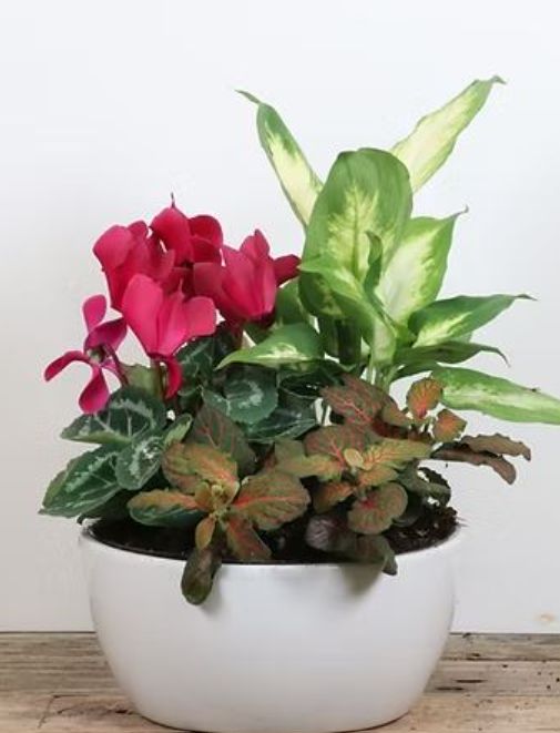 Potted Ceramic Planter 7"