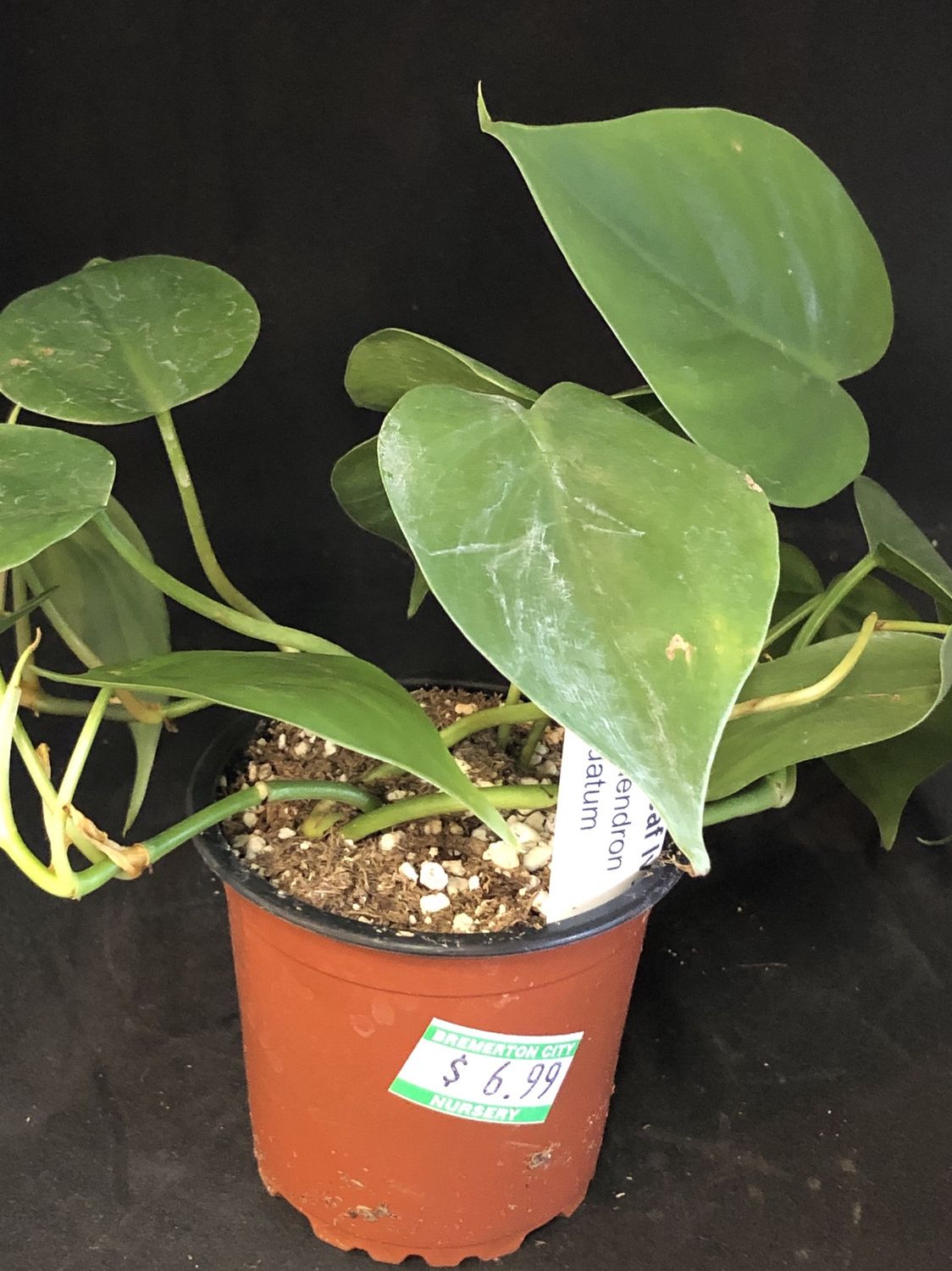 Philodendron heart leaf 4"