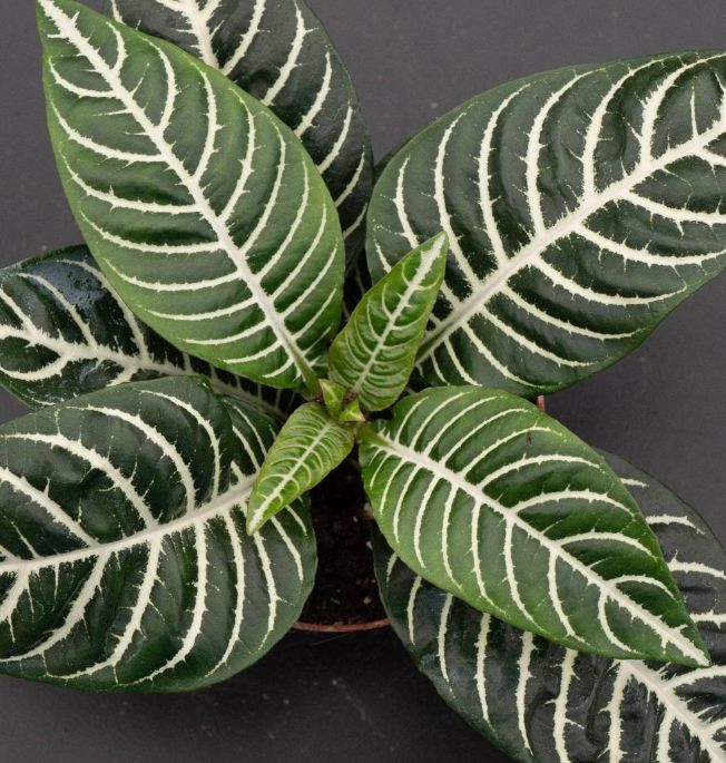 Zebra plant 4"