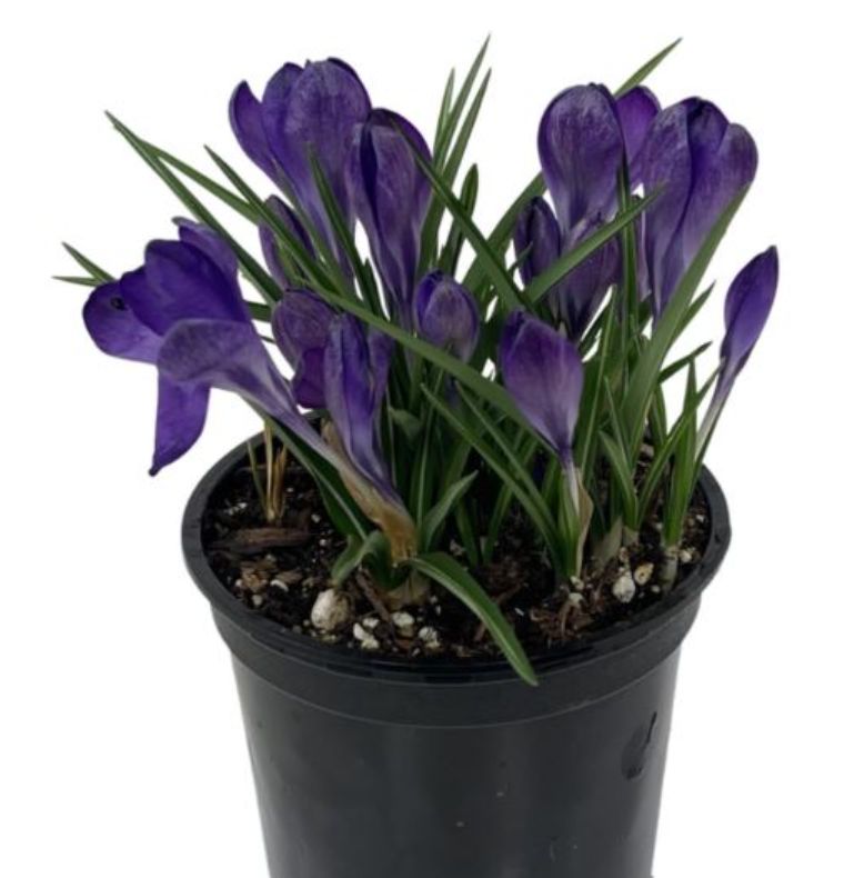 Asst Crocus 4”