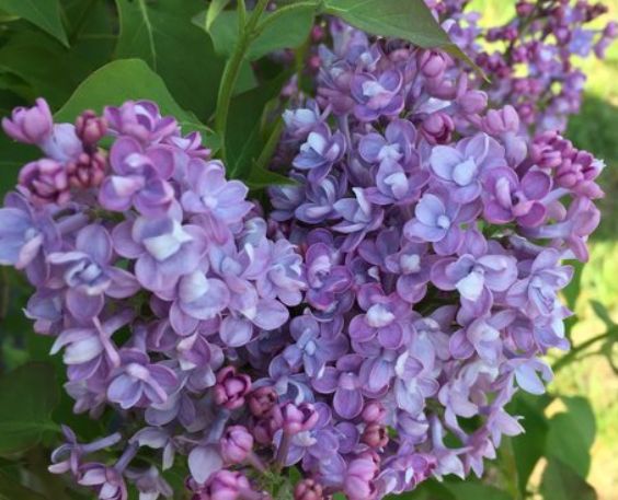 Lilac Scentara Double Blue 3 gal true