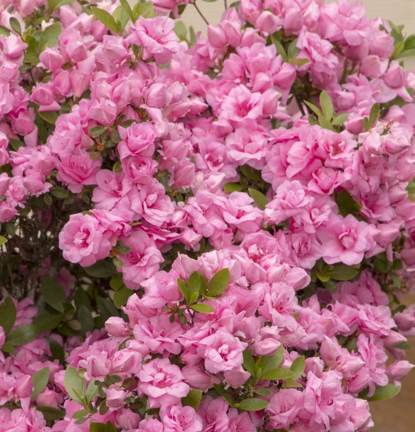 Azalea evergreen Rosebud #3gal