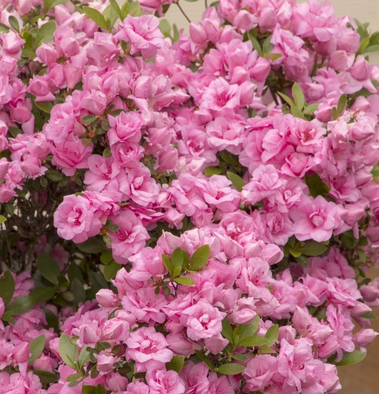 Azalea evergreen Rosebud #3gal