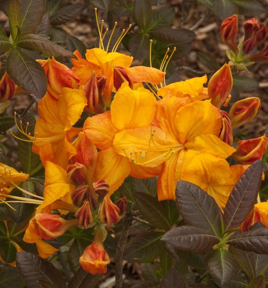 Azalea Exbury Klondyke 3 gal