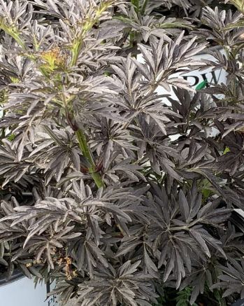 Sambucus Laced up 2 gal