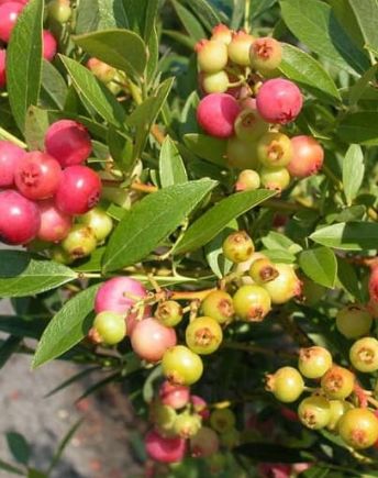 Blueberry Pink Lemonade 1 gal
