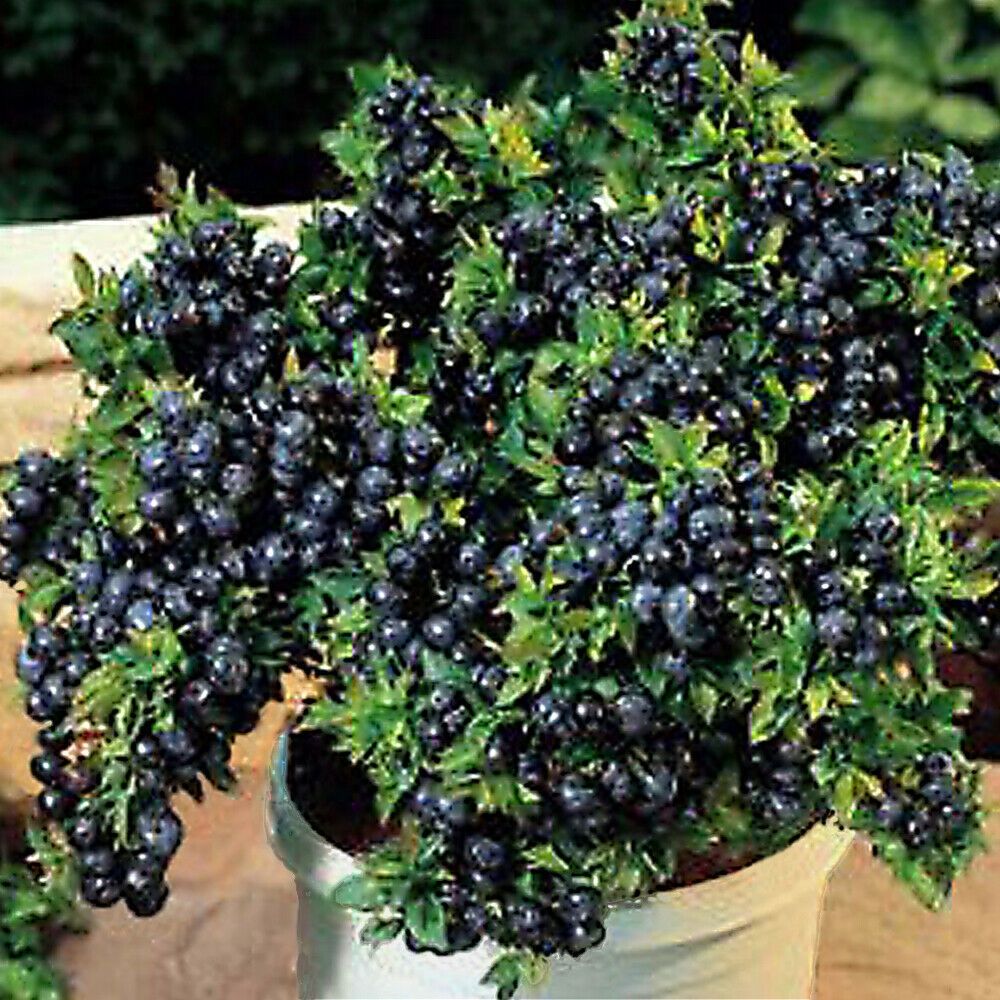 Blueberry Top Hat 1 gal