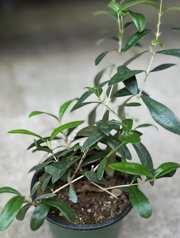 Olive Plant 4"