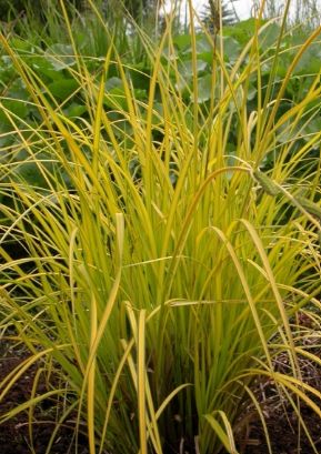 Carex Bowles Golden 1 gal