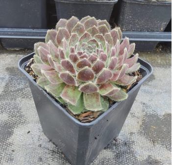 Sempervivum Powdered Pastry 4"