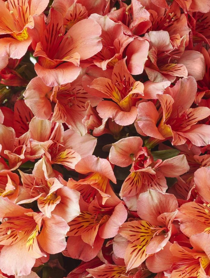 Alstroemeria Elaine Orange 2 gal