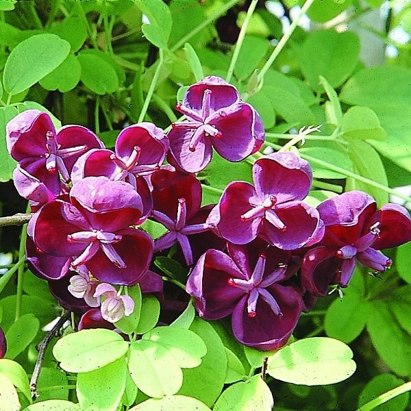 Akebia (purple)1 gal