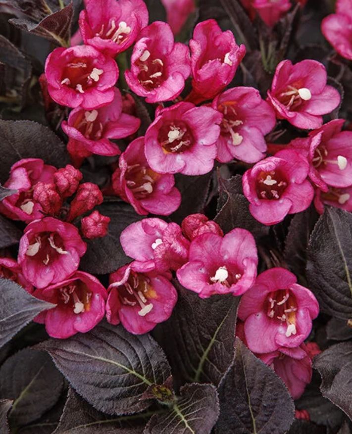 Weigela coco chill 1 gal